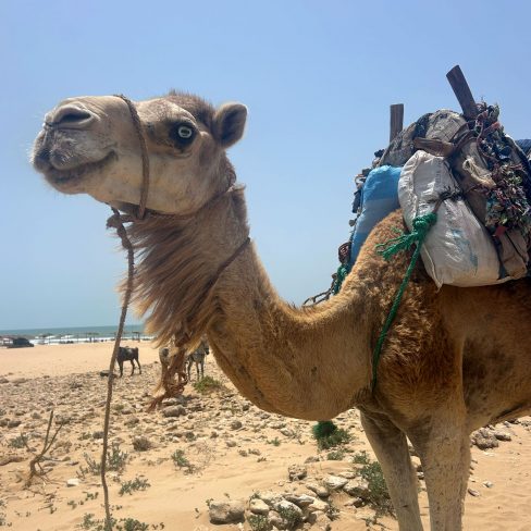 Camel with blue on the beach of Sidi Kaouki