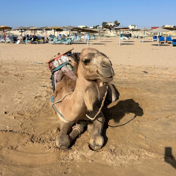 Camel lying down on the beach of Sidi Kaouki