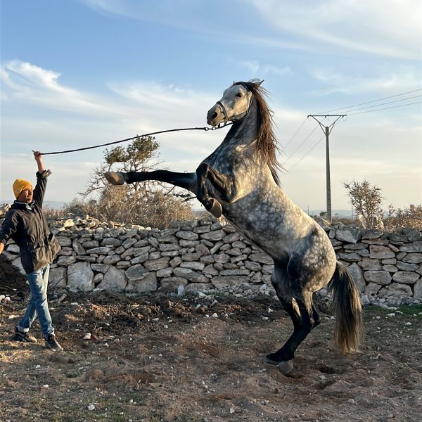 A man and his horse standing on his hinds legs