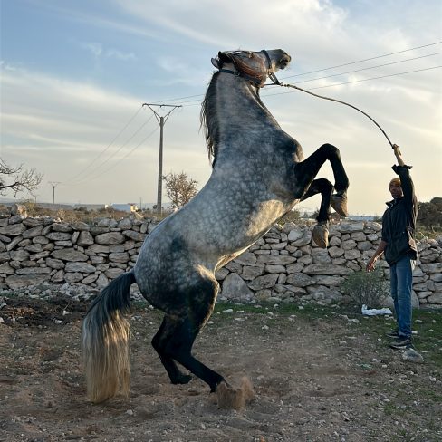 A man and his horse standing on his hinds legs