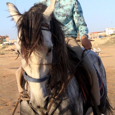 a white-grey horse and a young boy sitting on it