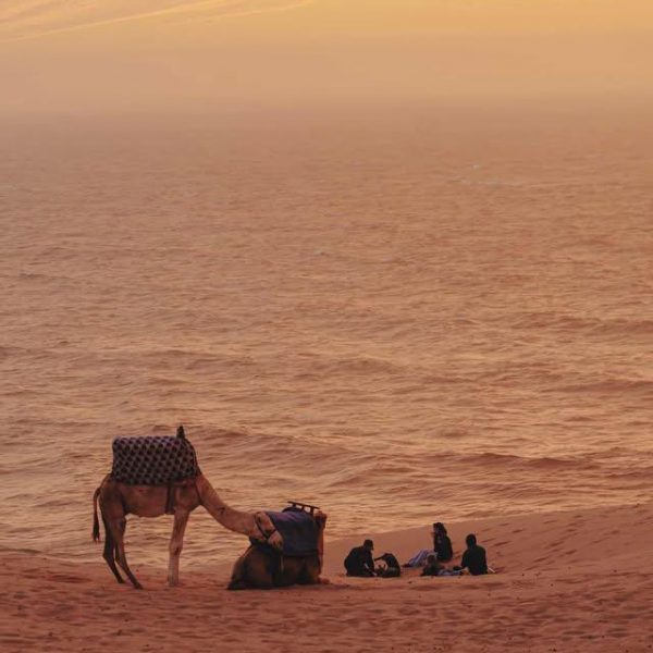 four poeple and two camles sitting at the beach ofg Sidi Kaouki during the sunset