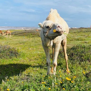 Kamel ist eine gelbe Blume am Strand von Sidi Kaouki